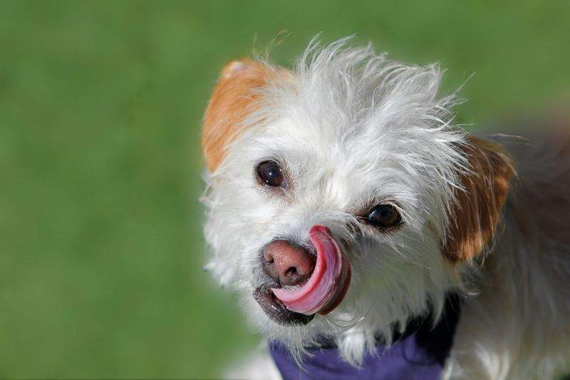 保護犬との暮らしで大切にしたい毎日の習慣